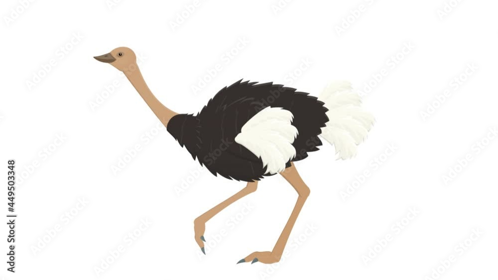 Ostrich Animation Ostrich. Animation of an ostrich bird, the alpha channel is enabled ...