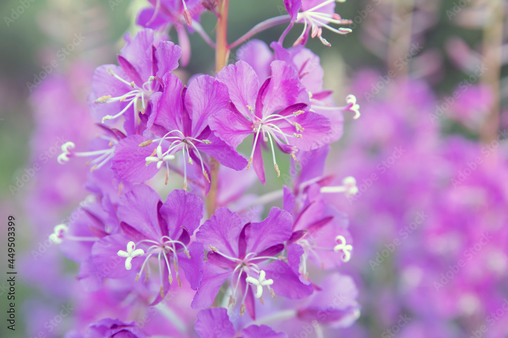 Purple fireweed flowers close up on an blur background