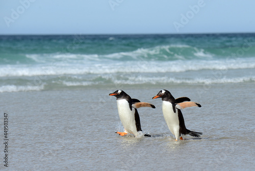 happy gentoo penguin on the beach