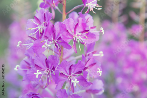 Purple fireweed flowers close up on an blur background