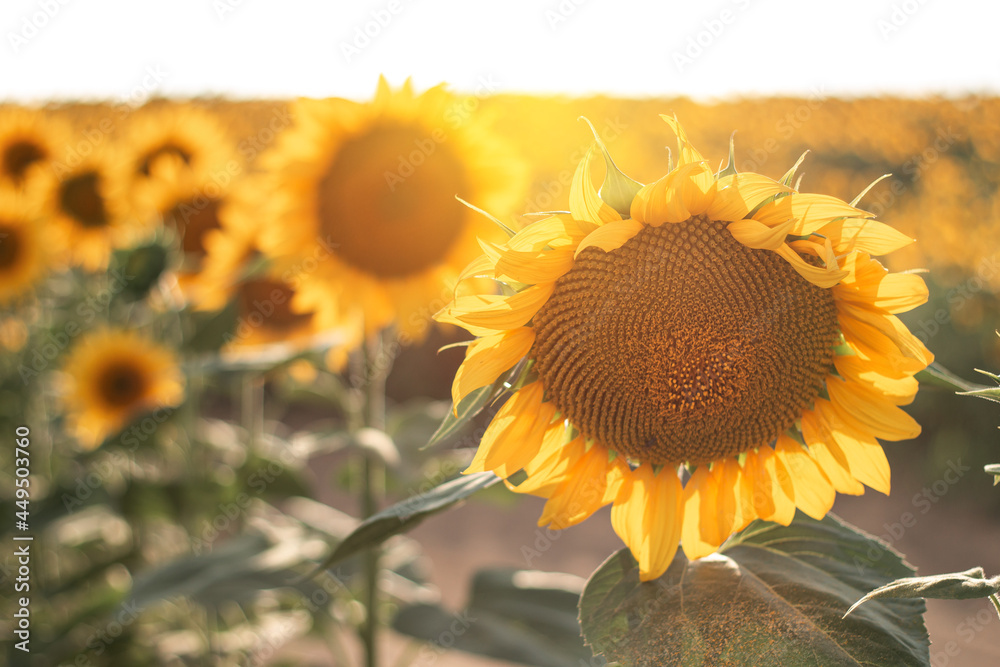 Fototapeta premium Ripe yellow sunflower on the field close up