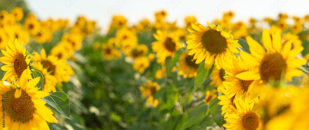 Obraz premium Sunflowers in the agricultural field. Yellow blooming sunflowers in season