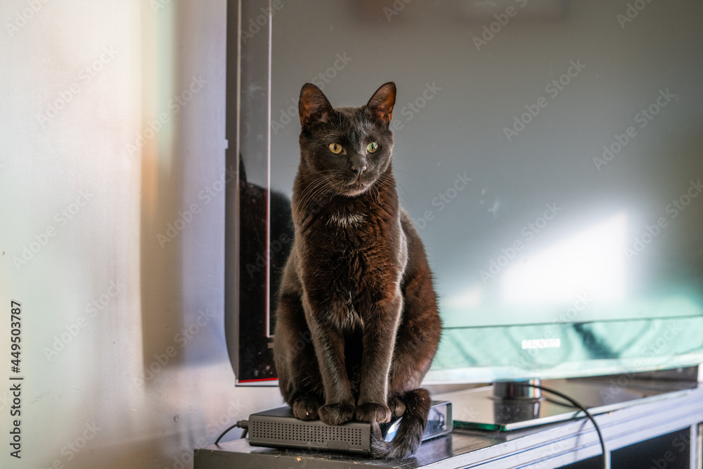 Selective focus shot of a cat sitting on the TV transmitter indoors - obrazy, fototapety, plakaty 