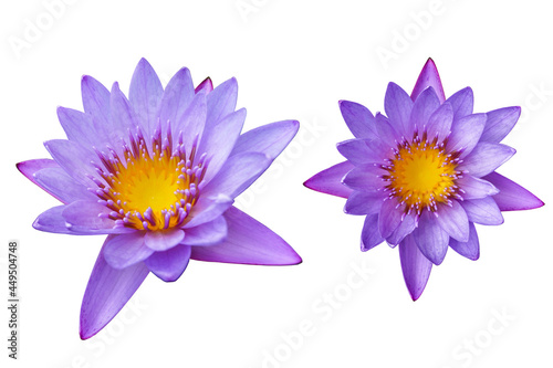 Isolated purple blooming lotus white background witch Clipping Path.