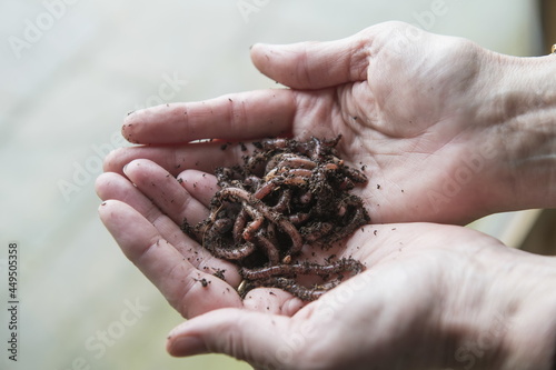 a handful of worms from a wormery