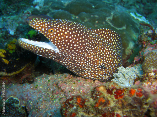 Fototapeta Naklejka Na Ścianę i Meble -  Whitemouth Moray Eel (Gymnothorax Meleagris) in the filipino sea 8.12.2012