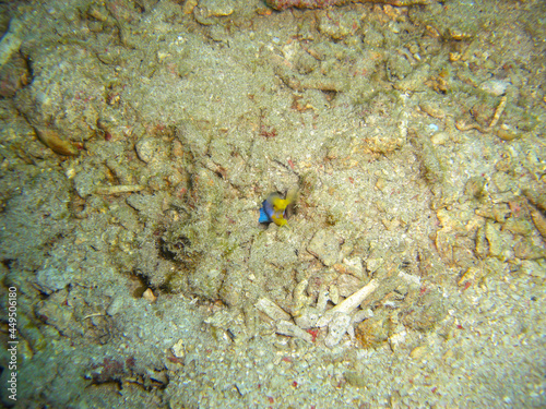 Blue Ribbon Eel (Rhinomuraene Quaesita) in the filipino sea 15.11.2012 photo