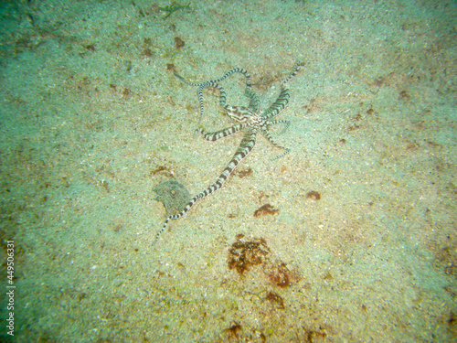 Mimic Octopus (Thaumoctopus Mimicus) in the filipino sea 7.12.2012