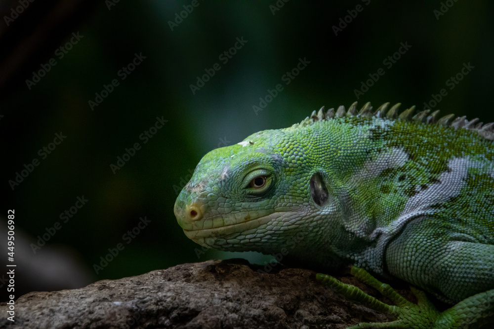 iguana on a branch iguana on a branch