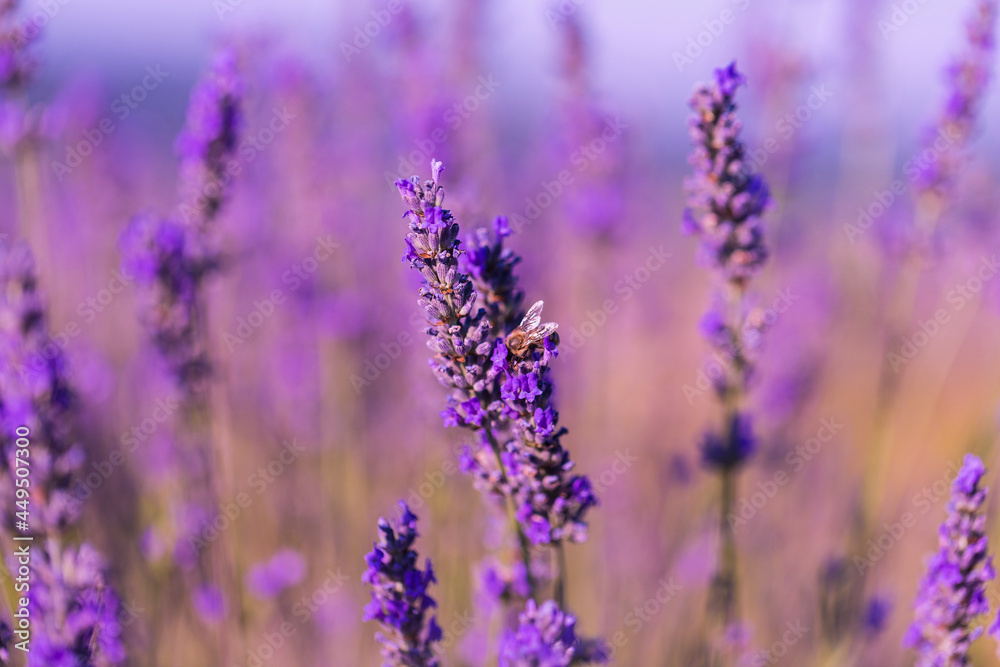 Obraz premium Lavender flowers in a lavender field. (Isparta Kuyucak lavanta köyü). Kuyucak Isparta lavender village. Turkey.