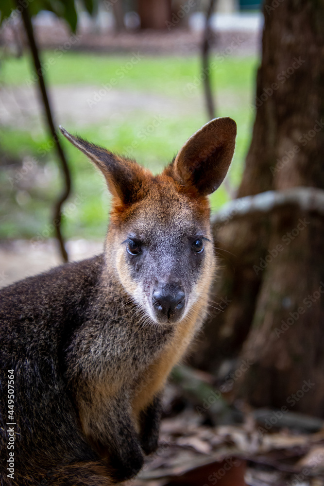 Fototapeta premium Wallaby close up image