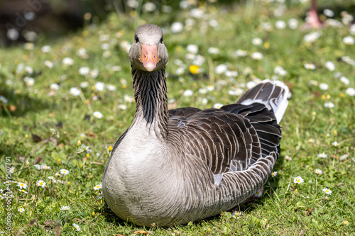 adult graylag goose (Anser anser) on a meadow with daisies