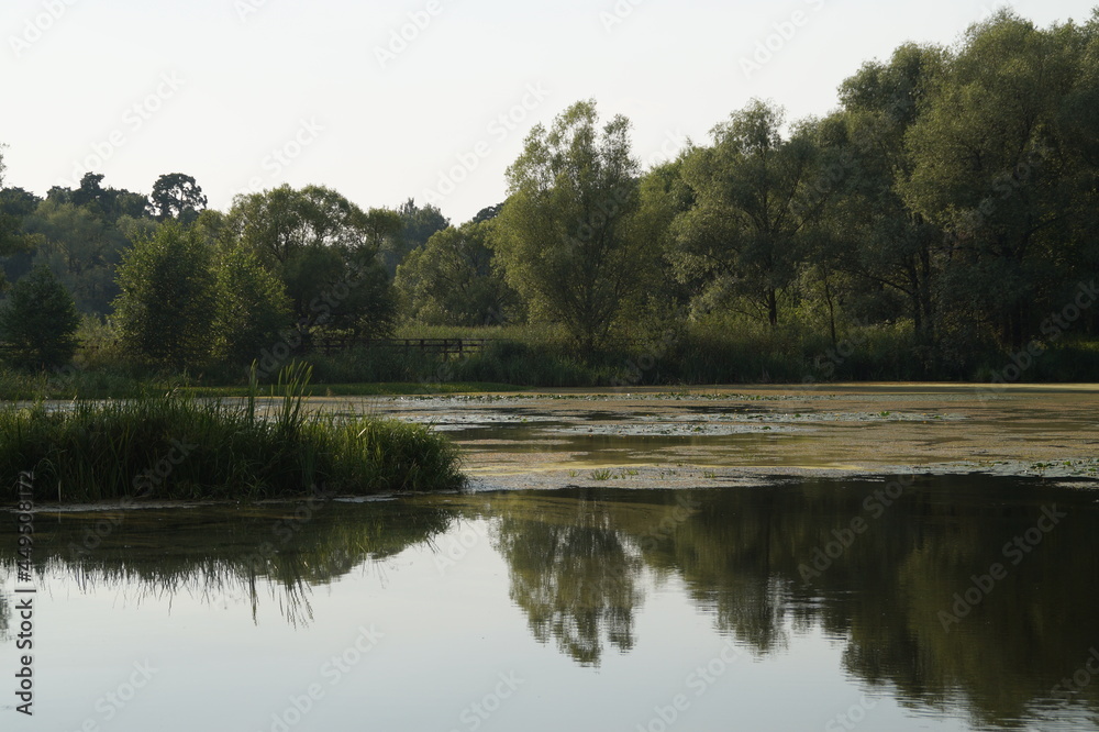 reflection of trees in the water