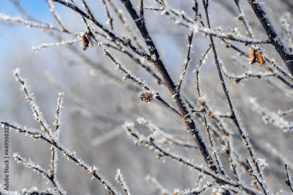 Winter morning scenery, branch of a frosted branches tree in sunshine
