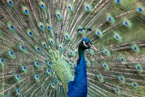 portrait of a male Indian peafowl (Pavo cristatus) on display photo