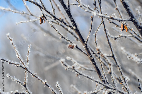 Winter morning scenery  branch of a frosted branches tree in sunshine