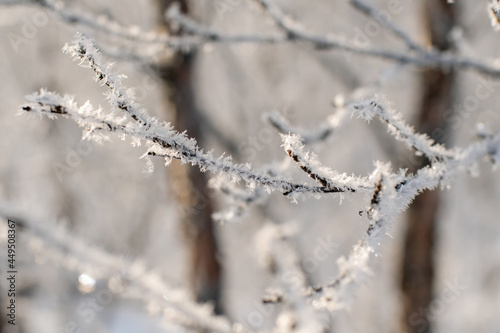 Winter morning scenery, branch of a frosted branches tree in sunshine © Lianna Art