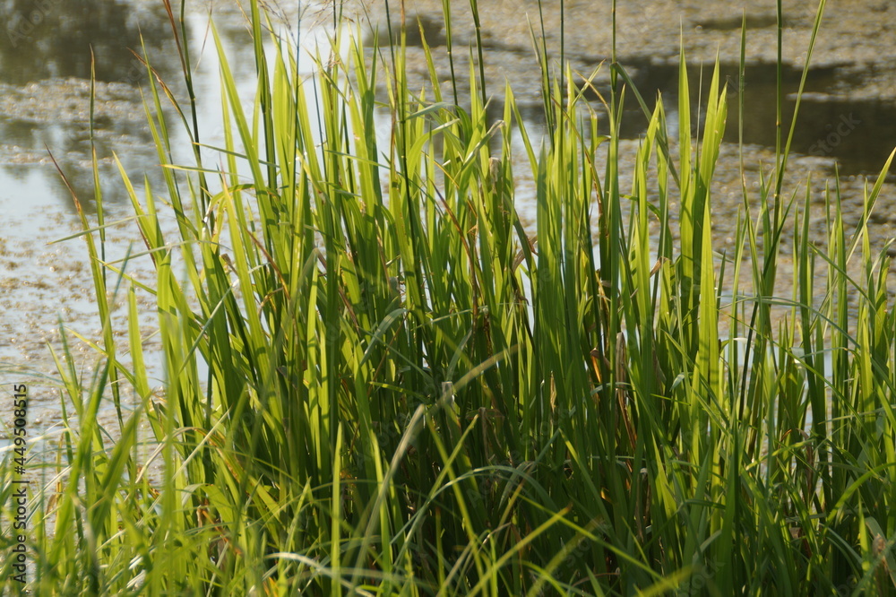 Obraz premium grass and water