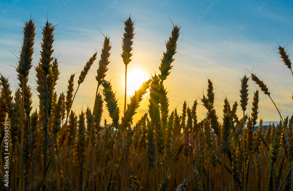 Wheat field farm with individual straws in sunset backlight on a warm summers evening.