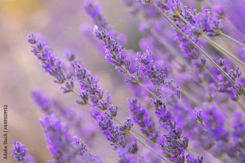 Naklejka premium Lavender flowers in a lavender field. (Isparta Kuyucak lavanta köyü). Kuyucak Isparta lavender village. Turkey.