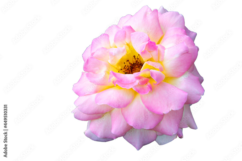 Delicate pink rose isolated on a white background Delicate pink rose isolated on a white background