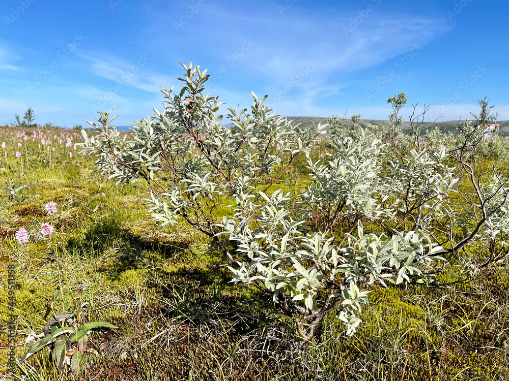 Salix lapponum L. (family Salicaceae). Willow of Lapland in the mountains of the Northern Urals