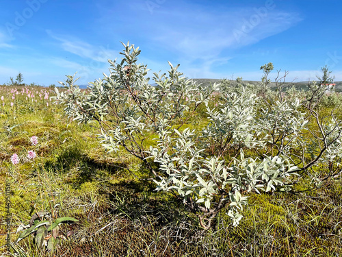 Obraz na płótnie Salix lapponum L. (family Salicaceae). Willow of Lapland in the mountains of the Northern Urals w salonie