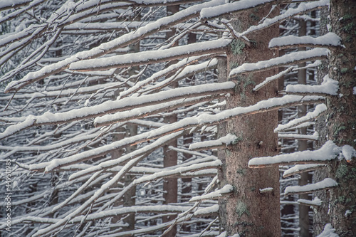 Fototapeta Naklejka Na Ścianę i Meble -  Closeup of dead twigs on coniferous trees. Snow on trees, winter in a forest. Evergreen forest in Tatra Mountains, Poland. Selective focus on the details, blurred background.