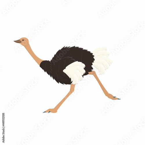 Ostrich. Ostrich bird, vector illustration