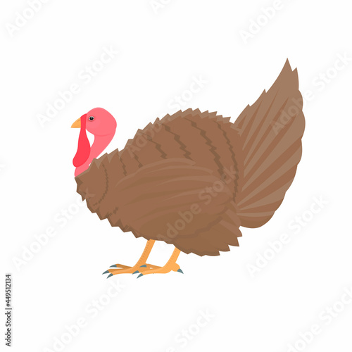 Turkey bird. Bird, vector illustration