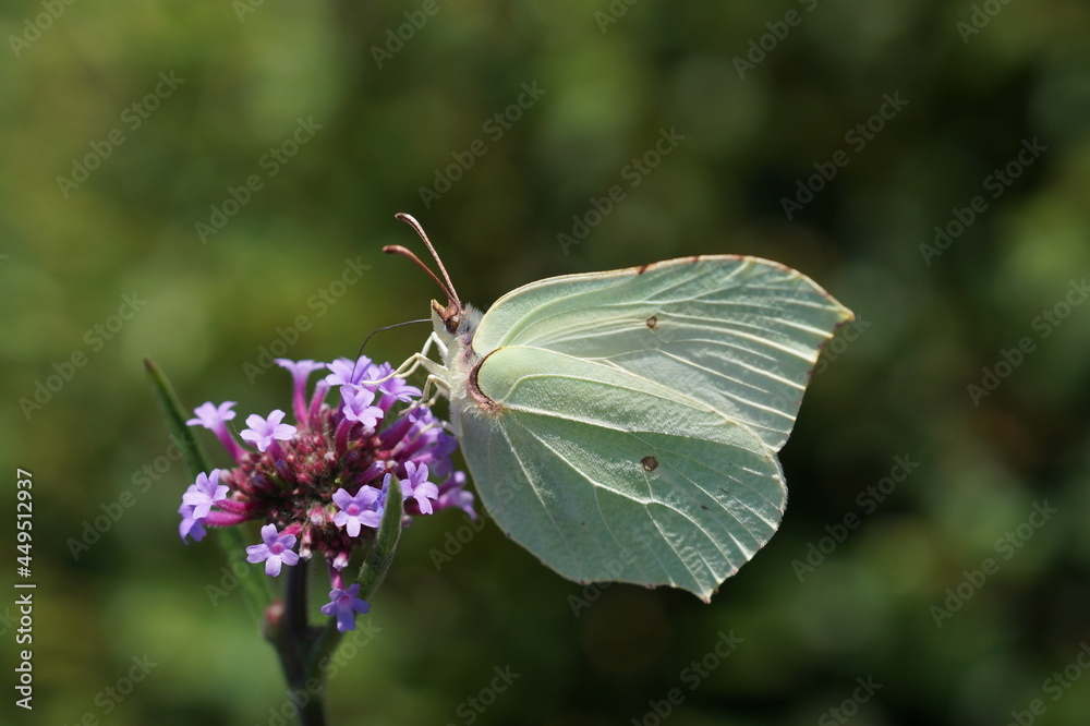 butterfly on a flower