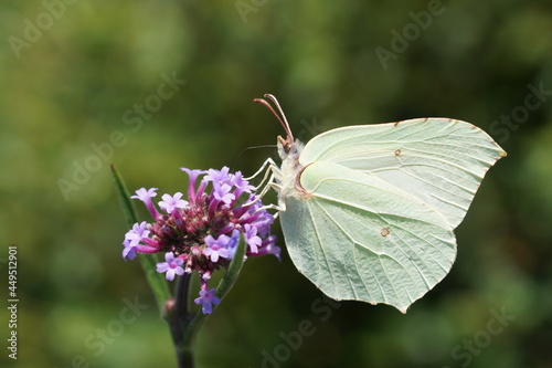 butterfly on flower