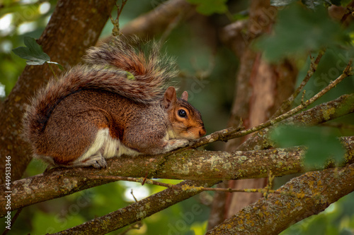 squirrel on a tree © Dominique_Barbara