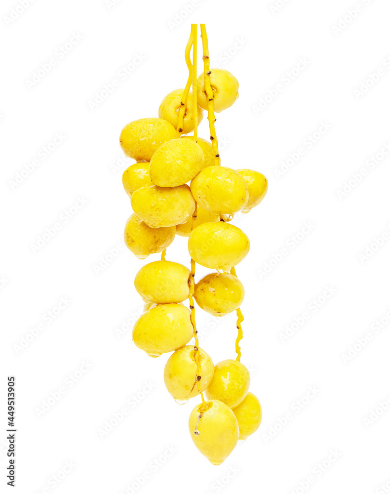 Fresh undried yellow date fruit is bunch ( palm, Phoenix sylvestris