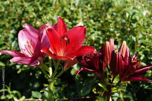 red lily in the garden