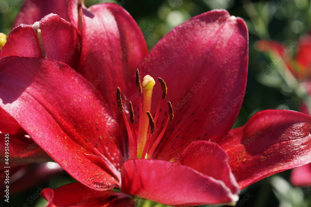 red tulip closeup red tulip closeup