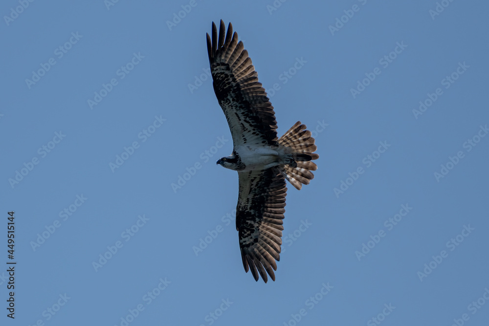 Fototapeta premium Osprey in flight
