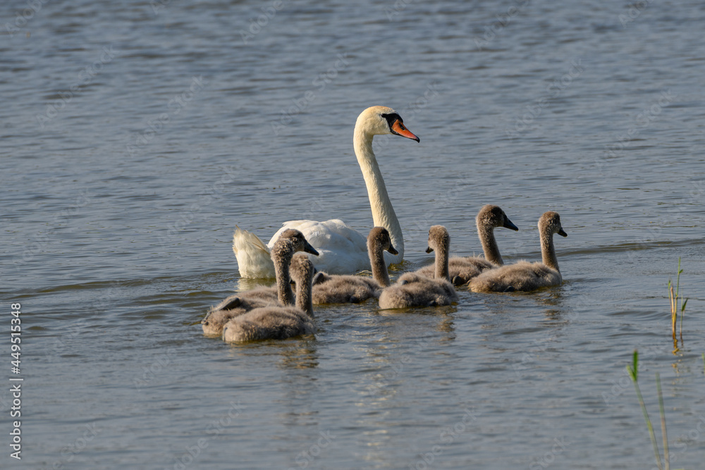 Mute swan with chicks