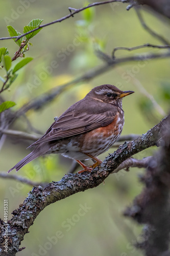 Redwing on a branch
