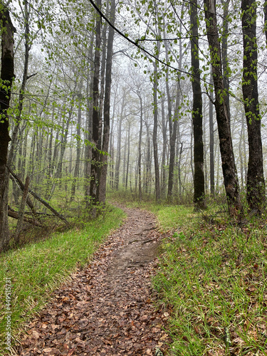 A path through a summer green forest. Light fog