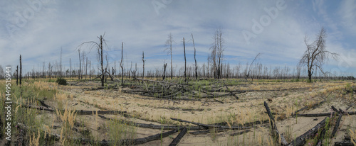 Forest after the fire in Chornobyl exclusion zone