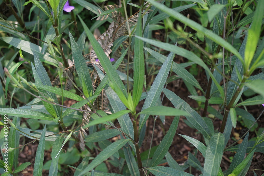 Fototapeta premium Ruellia simplex with a natural background