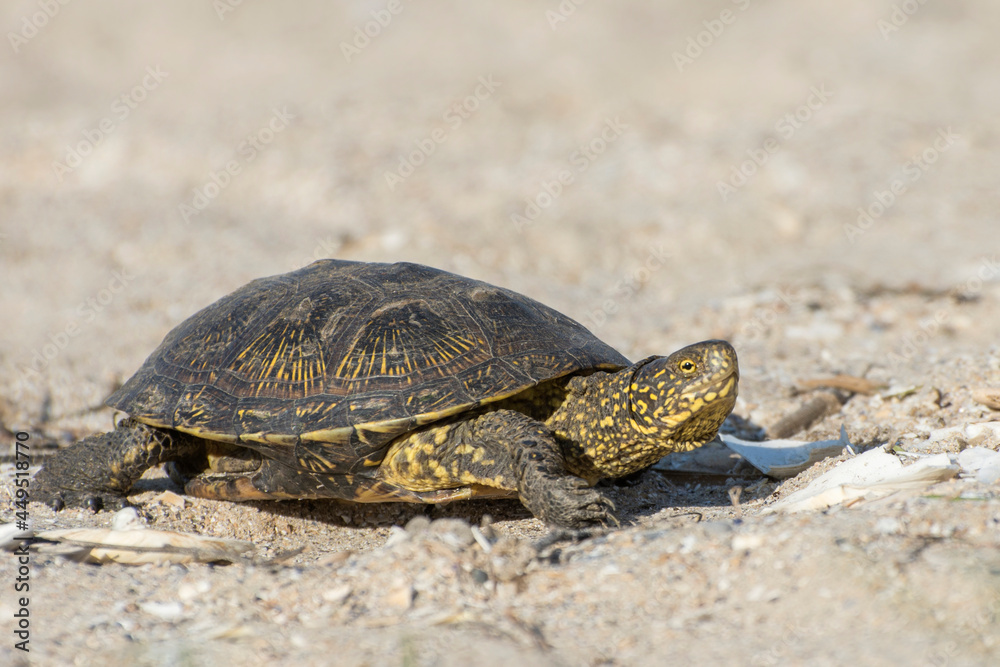 The turtle crawling on the sand. Desert animals, reptile. Stock Photo |  Adobe Stock