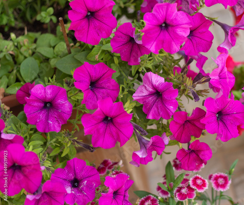 Coloridas flores de petunia 
