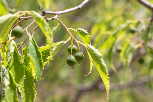 Ramitas, hojas y fruto del almez (Celtis australis ) photo