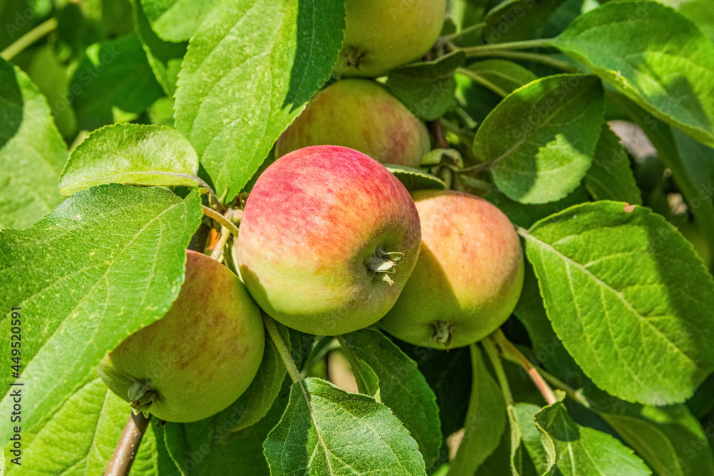 Small red and yellow apples hang on a tree branch Small red and yellow apples hang on a tree branch