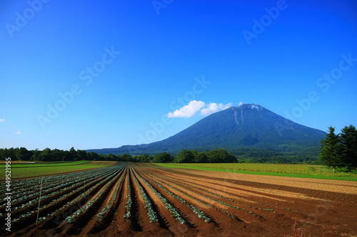 北海道　真狩村の畑と羊蹄山