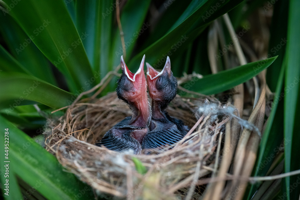 A couple of chicks (Yellow-vented Bulbul – Wenkbrauwbuulbuul – Pycnonotus goiavier) are waiting for their parents. Birds of Bali. A couple of chicks (Yellow-vented Bulbul – Wenkbrauwbuulbuul – Pycnonotus goiavier) are waiting for their parents. Birds of Bali.