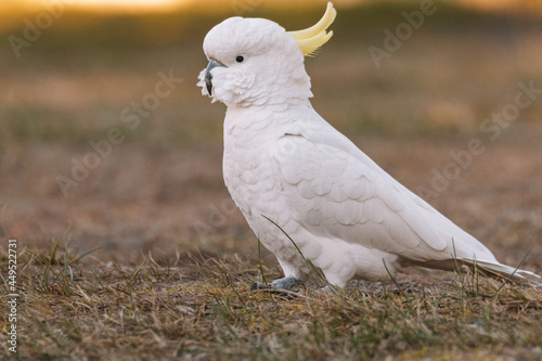 White Sulphur-Crested cockatoo walking in a grassy field.
