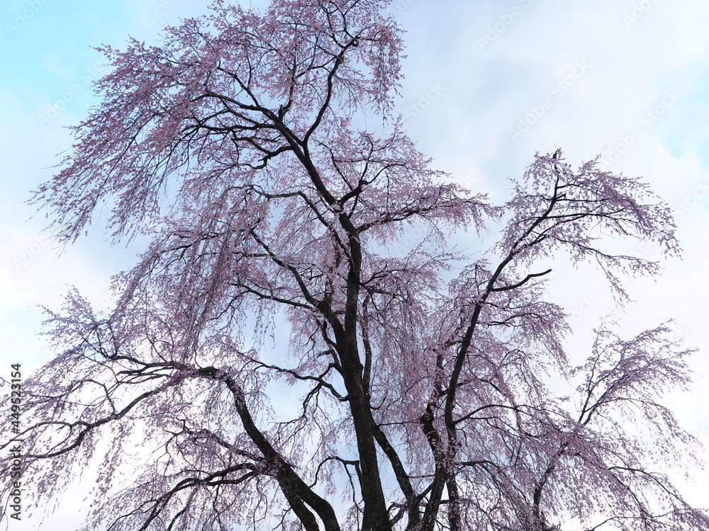 Fototapeta premium 桜の大木と早朝の空